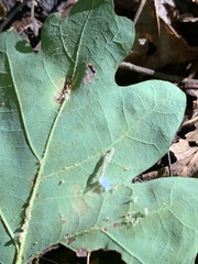 Dasineura communis