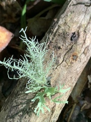 Usnea