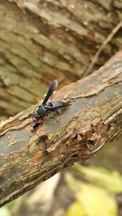 Myrmecopsis strigosa