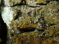 Candelariella xanthostigma