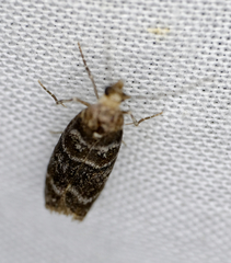 Ortholepis pasadamia
