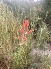 Castilleja linariifolia