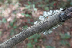 Nectria cinnabarina