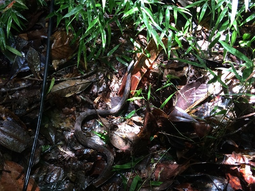 Cerrophidion wilsoni