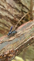 Myrmecopsis strigosa
