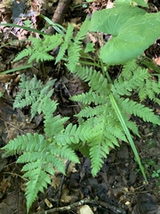 Phegopteris