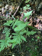 Phegopteris