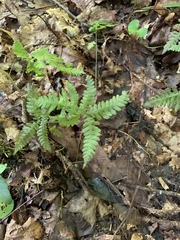 Phegopteris