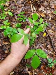 Rubus flagellaris