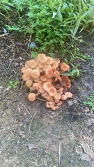 Physalacriaceae