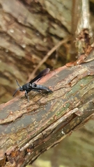 Myrmecopsis strigosa