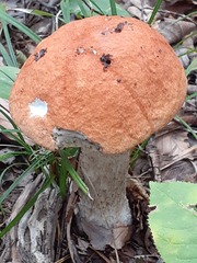 Leccinum aurantiacum