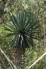 Furcraea parmentieri