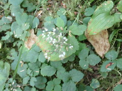 Tiarella trifoliata trifoliata