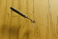 Stagmomantis carolina