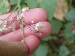 Tiarella trifoliata trifoliata