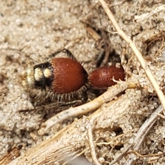 Mutillidae