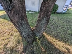 Hypocenomyce scalaris