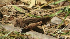 Dissosteira carolina