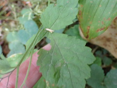Tiarella trifoliata trifoliata