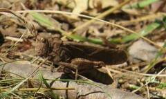 Dissosteira carolina