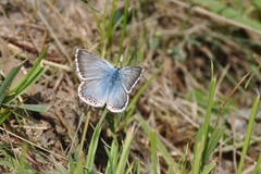 Polyommatus coridon