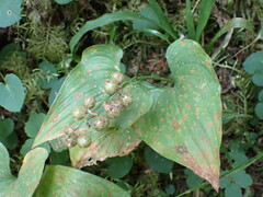 Maianthemum dilatatum