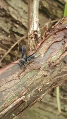 Myrmecopsis strigosa