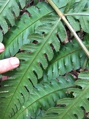 Pleocnemia irregularis