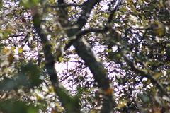 Poecile sclateri
