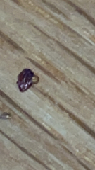 Amblyomma americanum