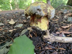 Neoboletus luridiformis