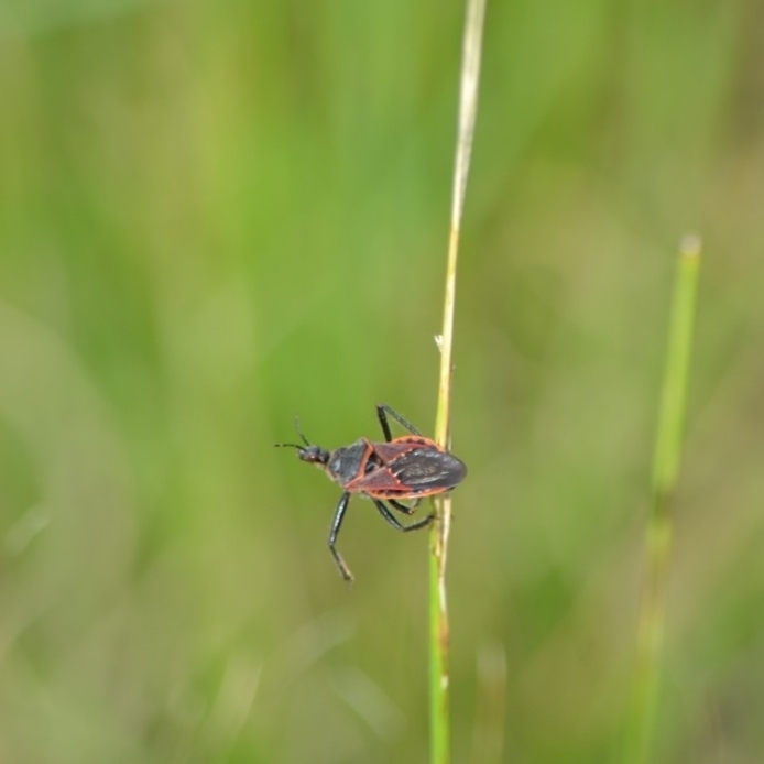 Apiomerus cooremani