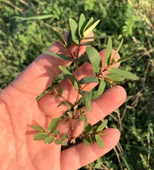 Euphorbia nutans
