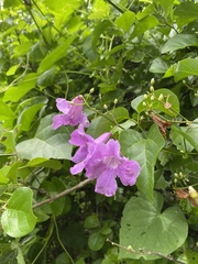 Fridericia floribunda