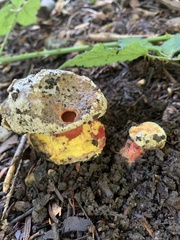 Neoboletus luridiformis