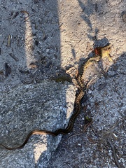 Thamnophis sirtalis pallidulus