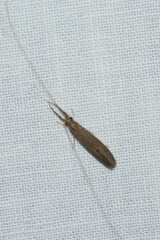 Oecetis