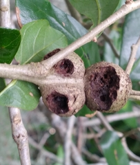 Callirhytis quercusbatatoides