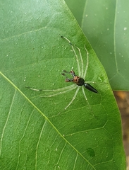Lyssomanes temperatus