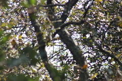 Poecile sclateri