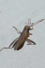 Alydus