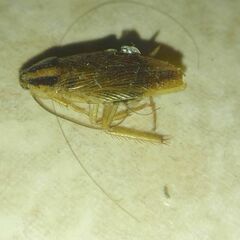 Blattella germanica