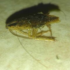 Blattella germanica