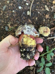 Neoboletus luridiformis