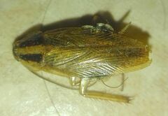 Blattella germanica