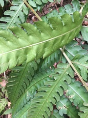 Pleocnemia irregularis