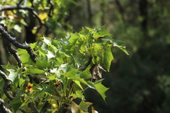 Pittocaulon praecox