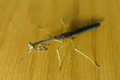 Stagmomantis carolina