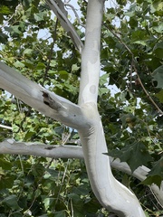 Platanus